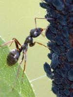 Как вывести муравьев с огорода?