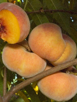 Инжирный персик - польза 