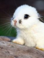  Как назвать кролика?