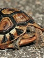 Как определить пол сухопутной черепахи?