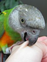 Как отучить попугая кусаться?