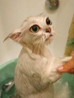 Как помыть котенка?