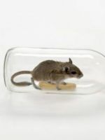 Как поймать мышь в квартире?