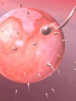 Как происходит оплодотворение яйцеклетки?
