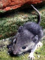 Какой запах отпугивает мышей?