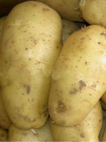 Картофель «Санте» – описание сорта