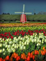 Когда в Голландии цветут тюльпаны?