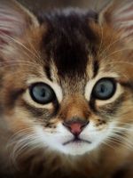 Когда делать прививки котятам?