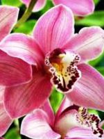 Когда пересаживать орхидею?