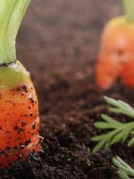 Когда убирать морковь с грядки?