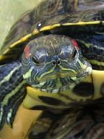 Красноухая черепаха в аквариуме