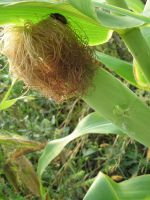 Кукурузные рыльца - лечебные свойства