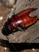 Мадагаскарский таракан