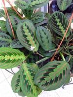 Маранта трехцветная - молитвенное растение