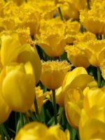 Можно ли дарить желтые тюльпаны?