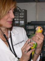 Опухоль у попугая - лечение 