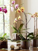 Орхидея – уход, пересадка