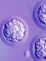 Ощущения после переноса эмбрионов