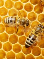 Пчелиный воск - применение