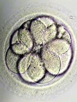 Перенос эмбрионов на 5-й день