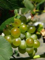 Пересадка винограда осенью