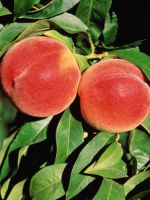 Персики - польза и вред 