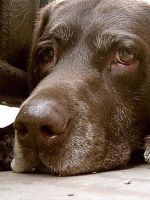 Пироплазмоз у собак: лечение