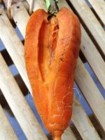 Почему морковь трескается в земле?