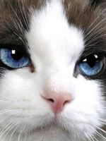 Почему слезятся глаза у кошки?