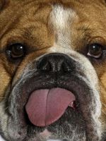 Почему собака в жару высовывает язык?