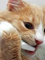 Почему у кошки текут слюни?