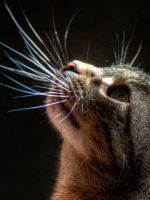 Почему у кошки выпадают усы?