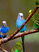 Понос у попугая