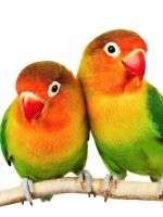 Попугаи неразлучники – как определить пол?