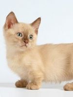 Порода кошек манчкин