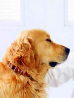 Препараты от клещей для собак