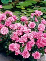 Розы флорибунда: посадка и уход