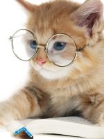 Самые умные породы кошек