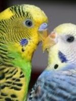 Болезни волнистых попугайчиков