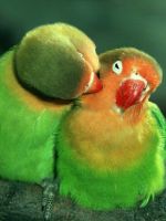 Сколько живут попугаи неразлучники?