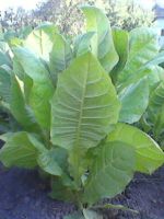 Курительный табак - выращивание из семян
