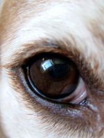 У собаки гноятся глаза