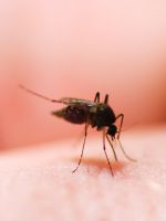 Укус комара – как снять отек?