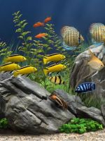 Виды аквариумных рыбок