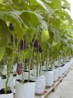 Выращивание баклажанов в теплице