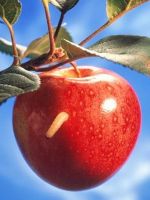 Яблоневая плодожорка - меры борьбы