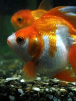 Золотые рыбки — размножение