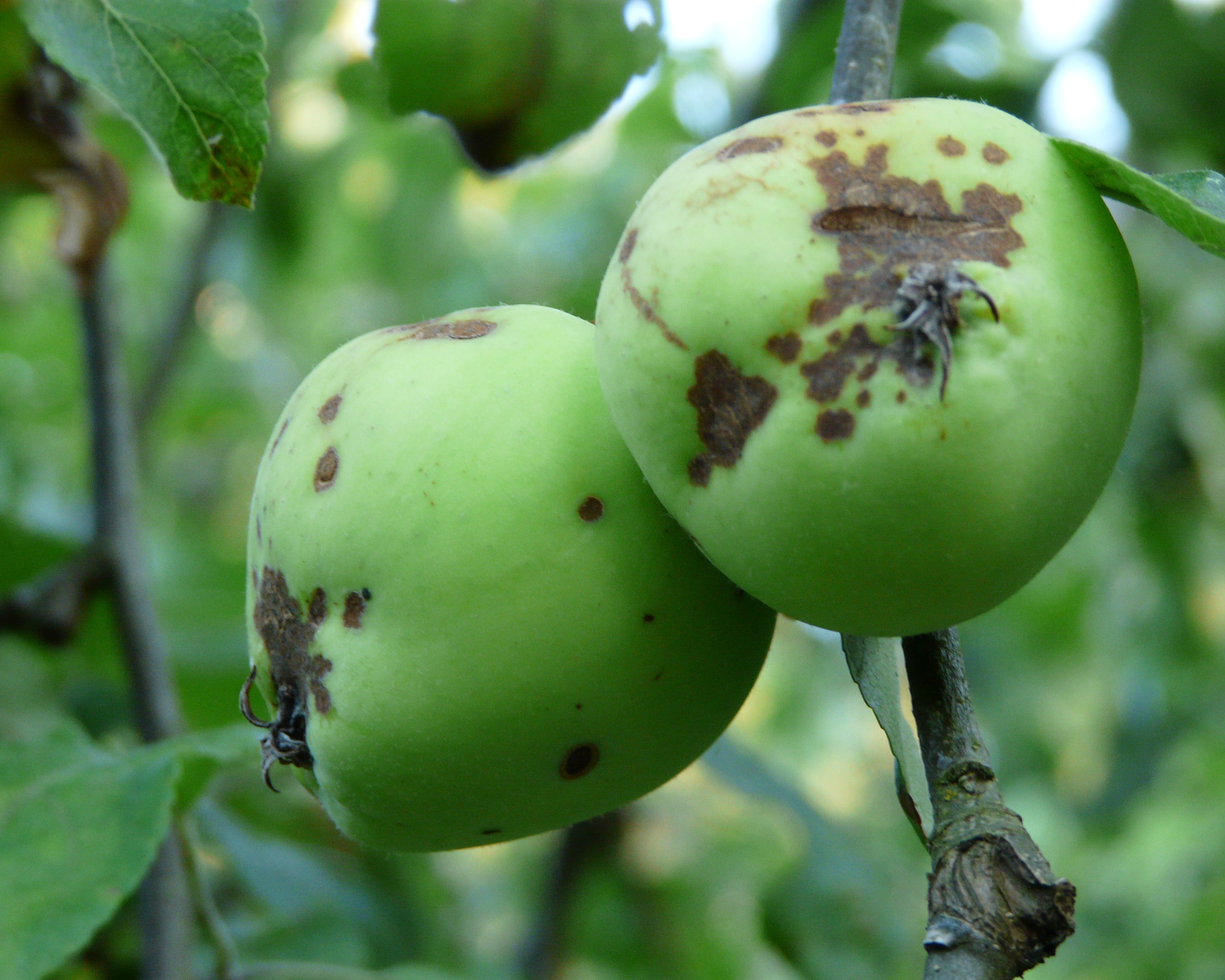 Вредители плодов яблони описание с фотографиями