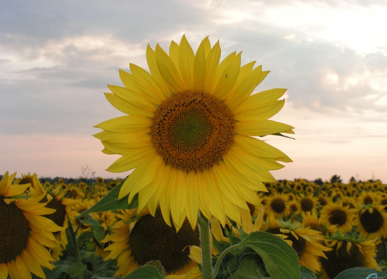 Для изготовления такого замечательного, солнечного цветка вам понадобятся: