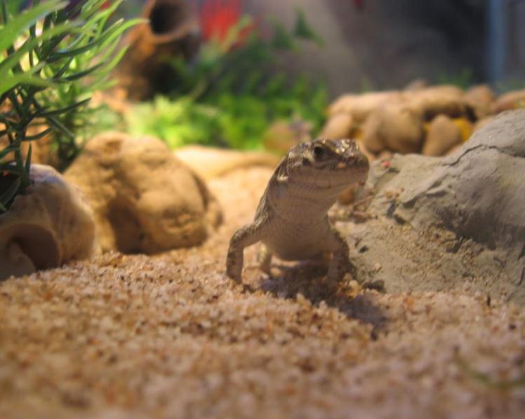 Что едят ящерицы в домашних условиях: содержание, кормление и уход